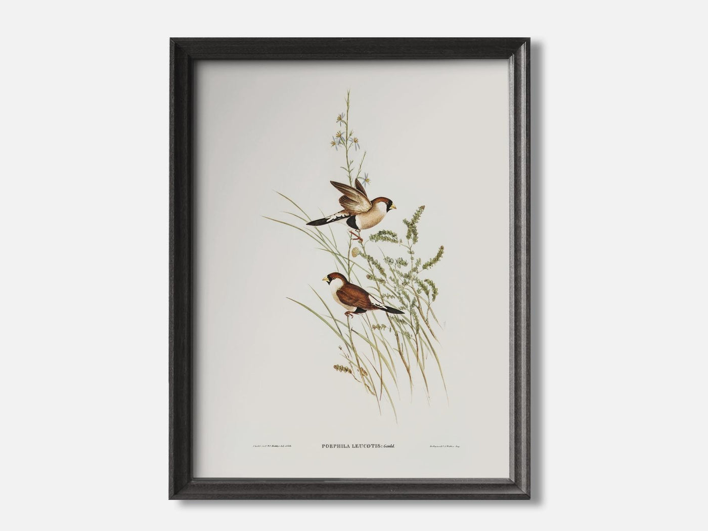 White-Eared Grass Finch mockup - A_spr25-V1-PC_F+B-SS_1-PS_5x7-C_def variant