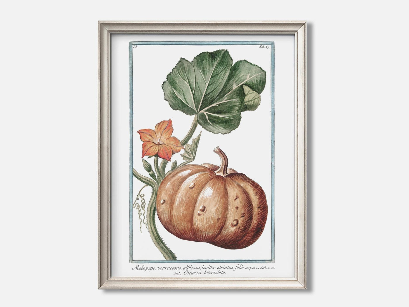 Pumpkin - Botanical Art Print mockup - A_h17-V1-PC_F+O-SS_1-PS_5x7-C_def variant