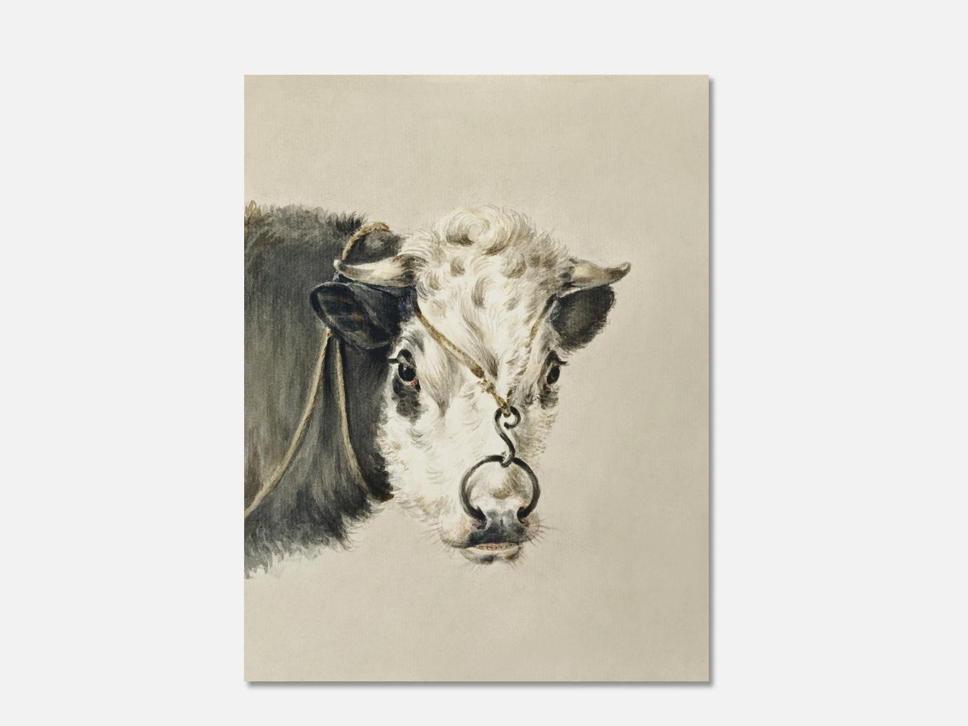 Head of a cow, with a ring through the nose (1820) 1 Unframed mockup