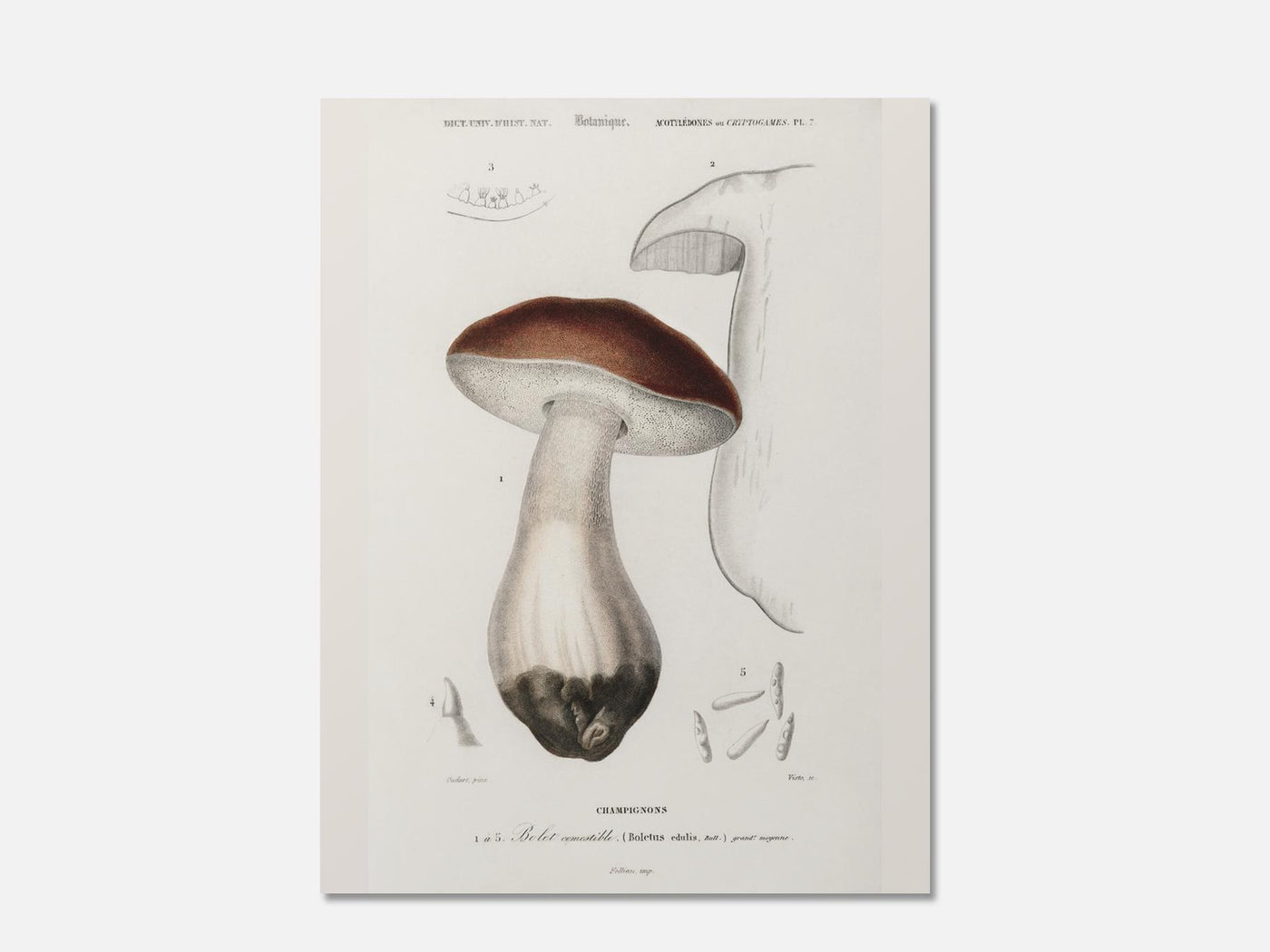 Penny Bun Mushroom Art Print mockup - A_bot13-V1-PC_AP-SS_1-PS_5x7-C_def