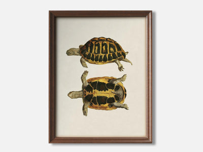 Turtle 1 1 Walnut - Light Parchment mockup
