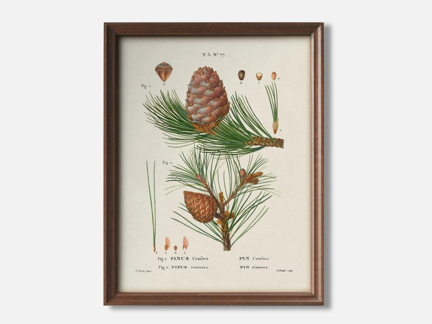 Swiss Pine - Pinus cembra & Red pine - Pinus resinosafrom 1 Walnut - Light Parchment mockup