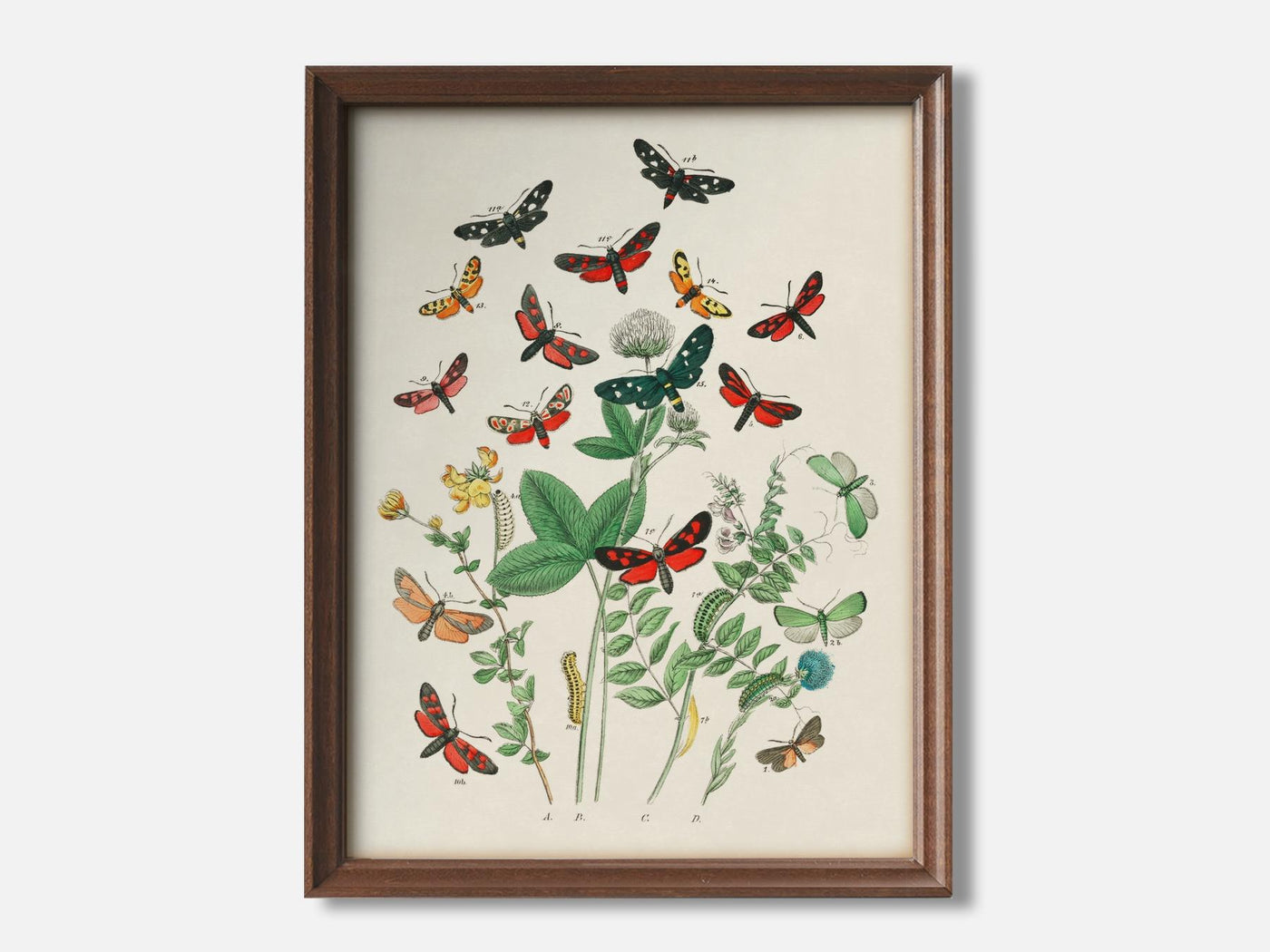 European Butterflies and Moths 2 1 Walnut - Light Parchment mockup
