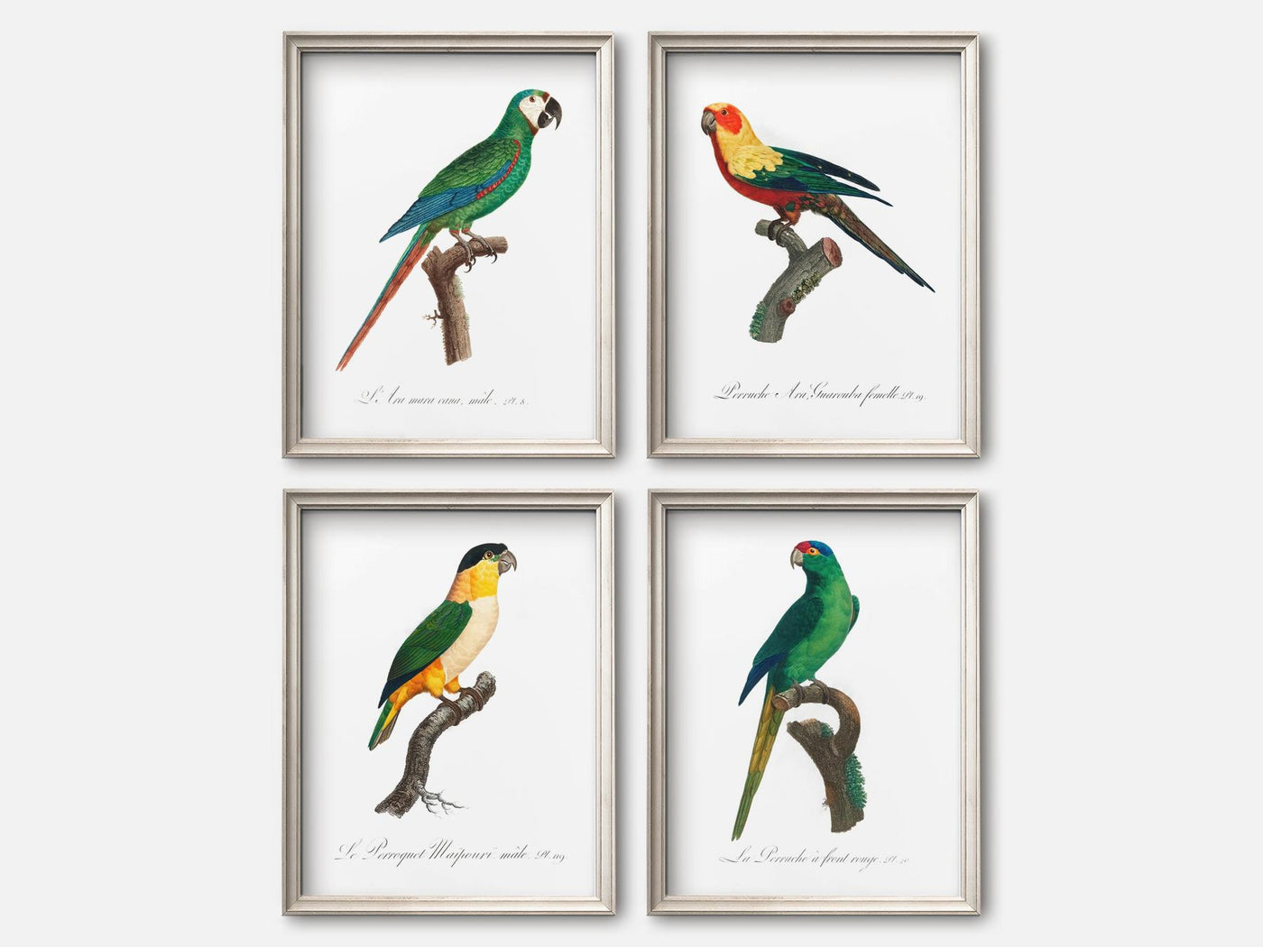 Vintage Parrot Print Set of 4 mockup - A_va2-V1-PC_F+O-SS_4-PS_5x7-C_def