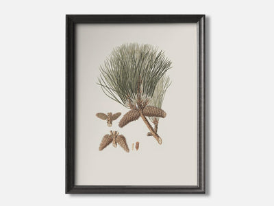 Frankincense Pine mockup - A_w52-V1-PC_F+B-SS_1-PS_5x7-C_def