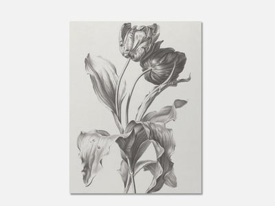 Tulip Art Print mockup - A_d18-V1-PC_AP-SS_1-PS_5x7-C_def