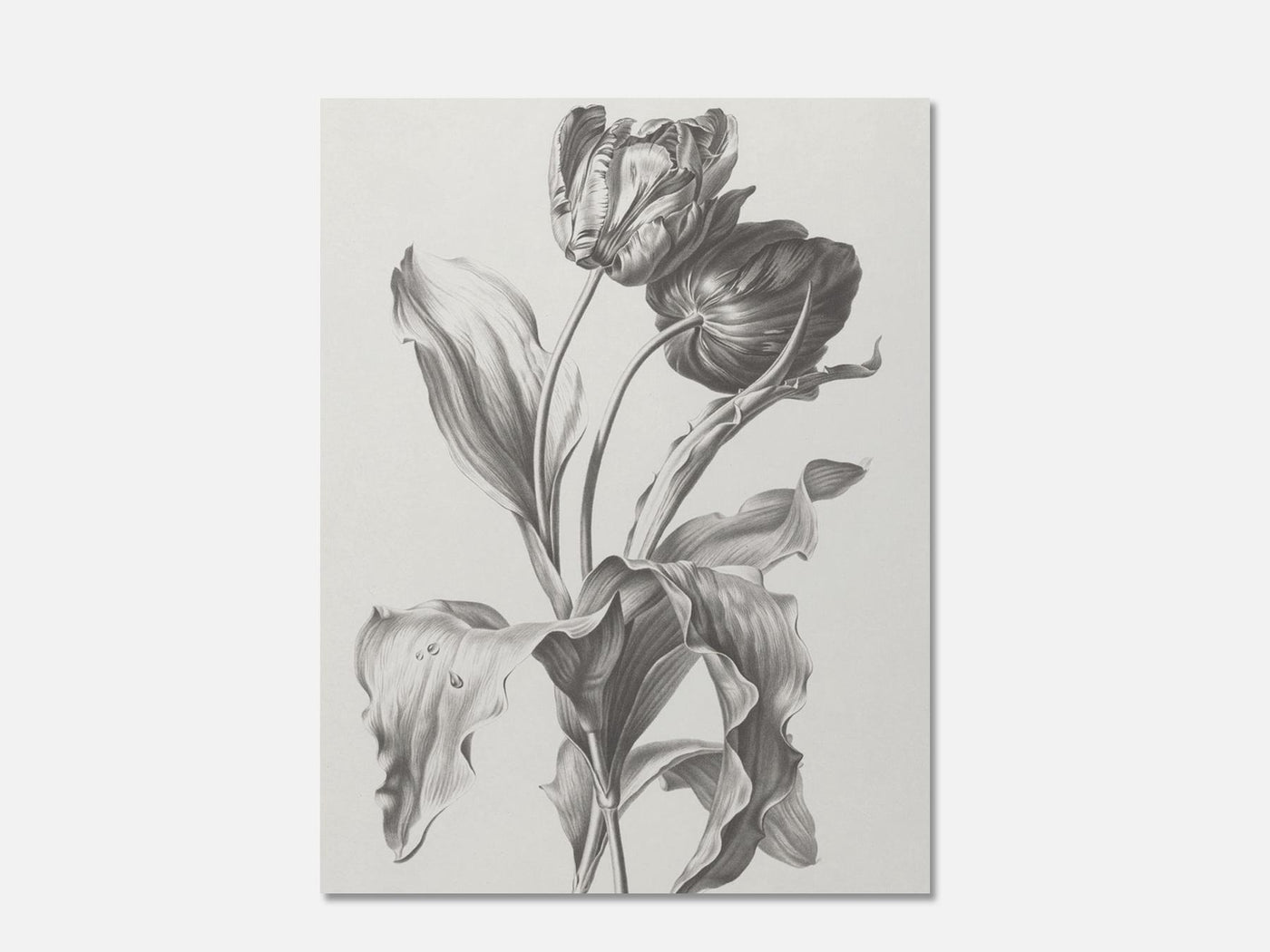 Tulip Art Print mockup - A_d18-V1-PC_AP-SS_1-PS_5x7-C_def variant