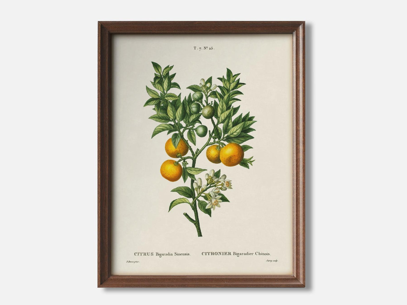 Bittersweet oranges on a branch 1 Walnut - Light Parchment mockup