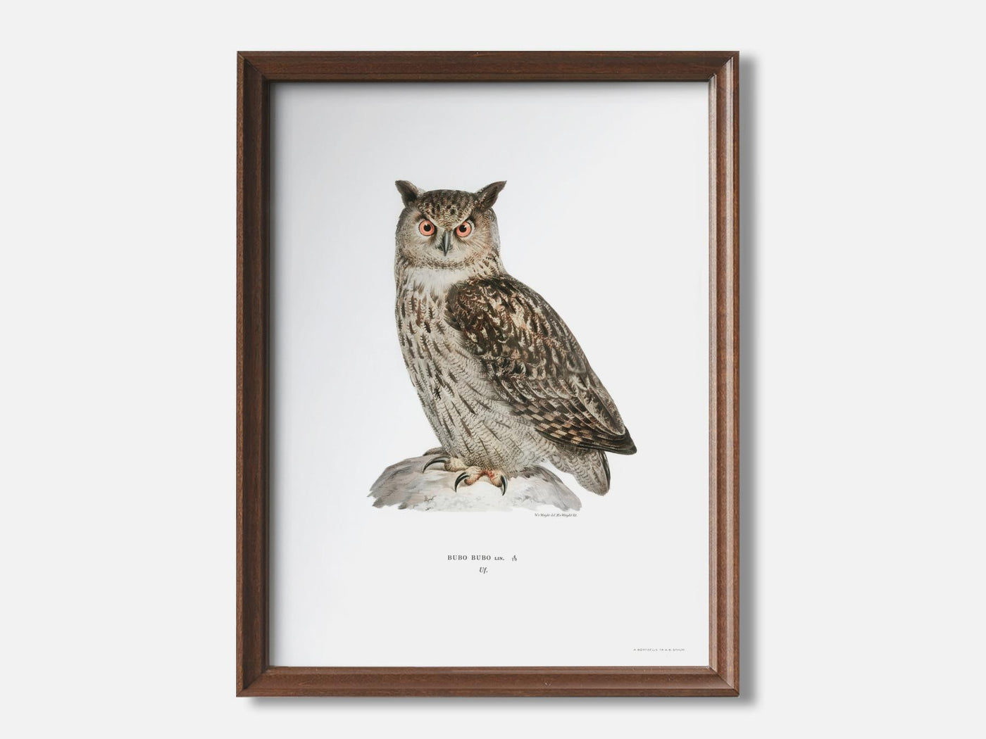 Eurasian Eagle-Owl mockup - A_ani10-V1-PC_F+WA-SS_1-PS_5x7-C_def