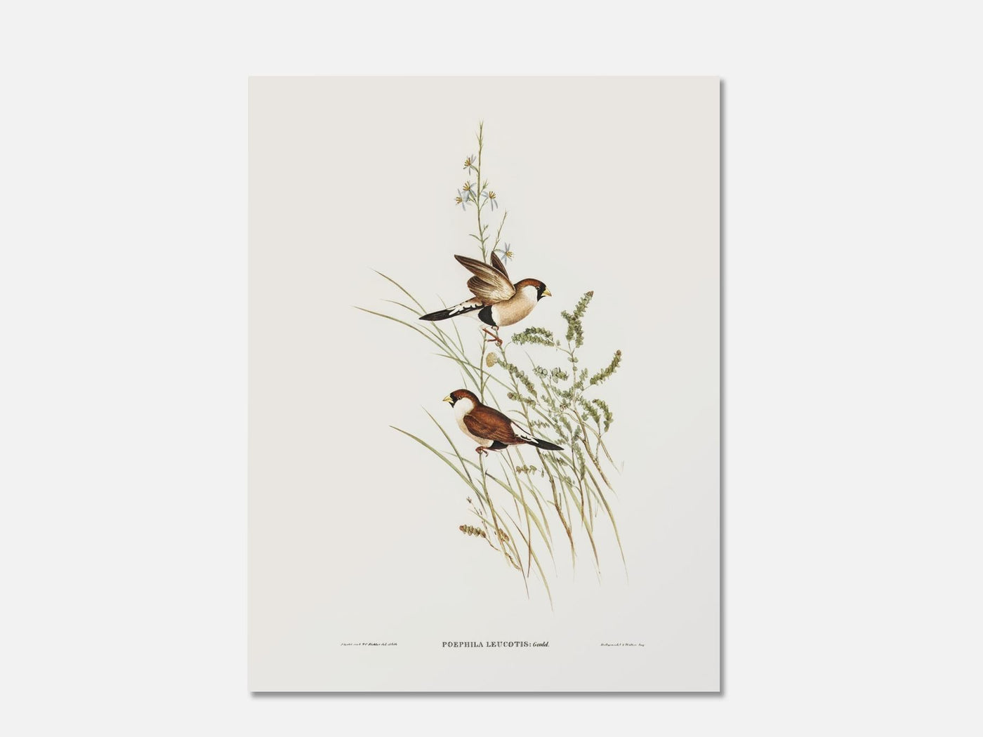White-Eared Grass Finch 1 Unframed mockup