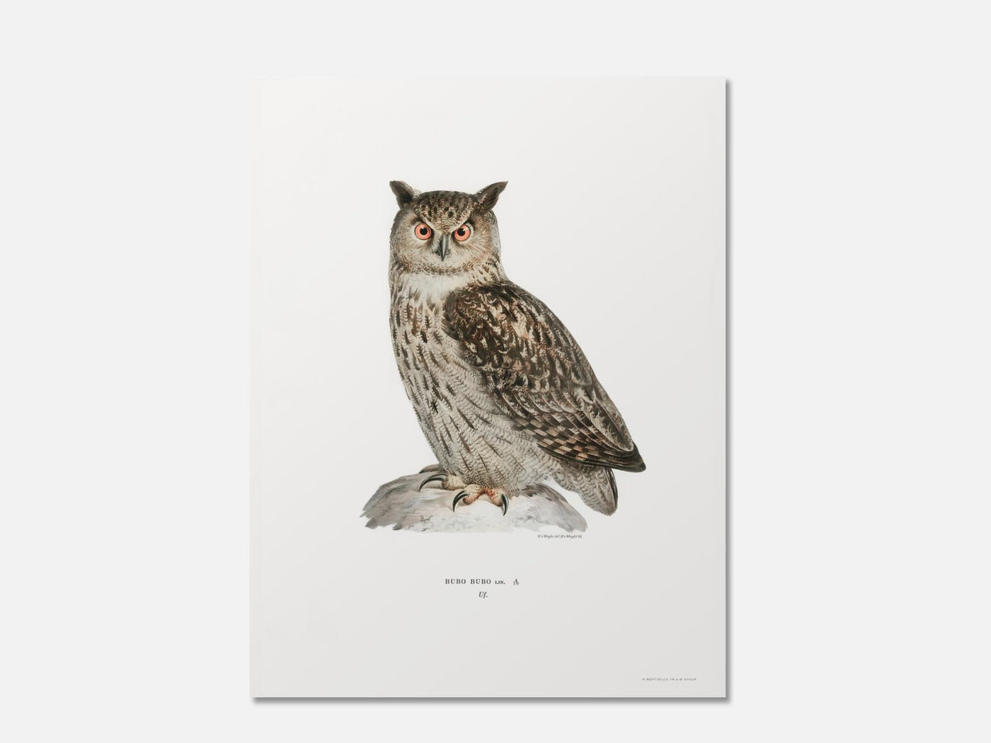 Eurasian Eagle-Owl mockup - A_ani10-V1-PC_AP-SS_1-PS_5x7-C_def