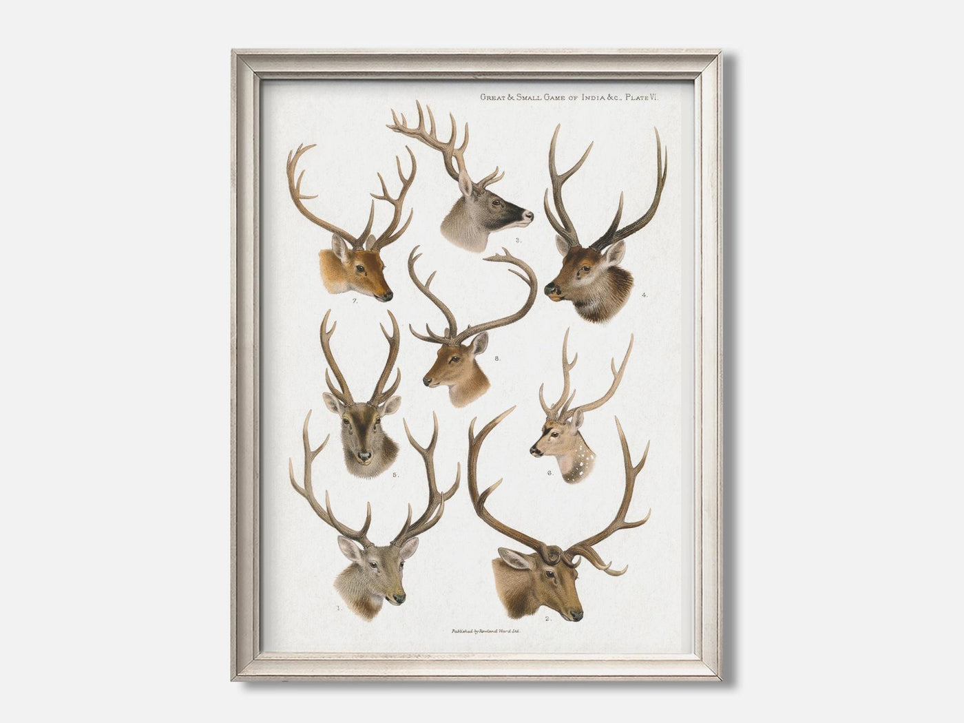 Vintage Deer Natural History Print mockup - A_ani5-V1-PC_F+O-SS_1-PS_5x7-C_def variant