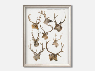 Vintage Deer Natural History Print mockup - A_ani5-V1-PC_F+O-SS_1-PS_5x7-C_def variant