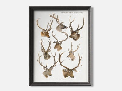 Vintage Deer Natural History Print mockup - A_ani5-V1-PC_F+B-SS_1-PS_5x7-C_def variant