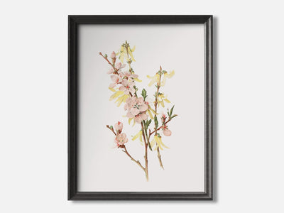 Peach Blossoms and Forsythia mockup - A_spr5-V1-PC_F+B-SS_1-PS_5x7-C_def