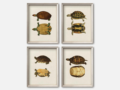 Vintage Turtle Print Set of 4 mockup - A_va3-V1-PC_F+O-SS_4-PS_5x7-C_lpa variant