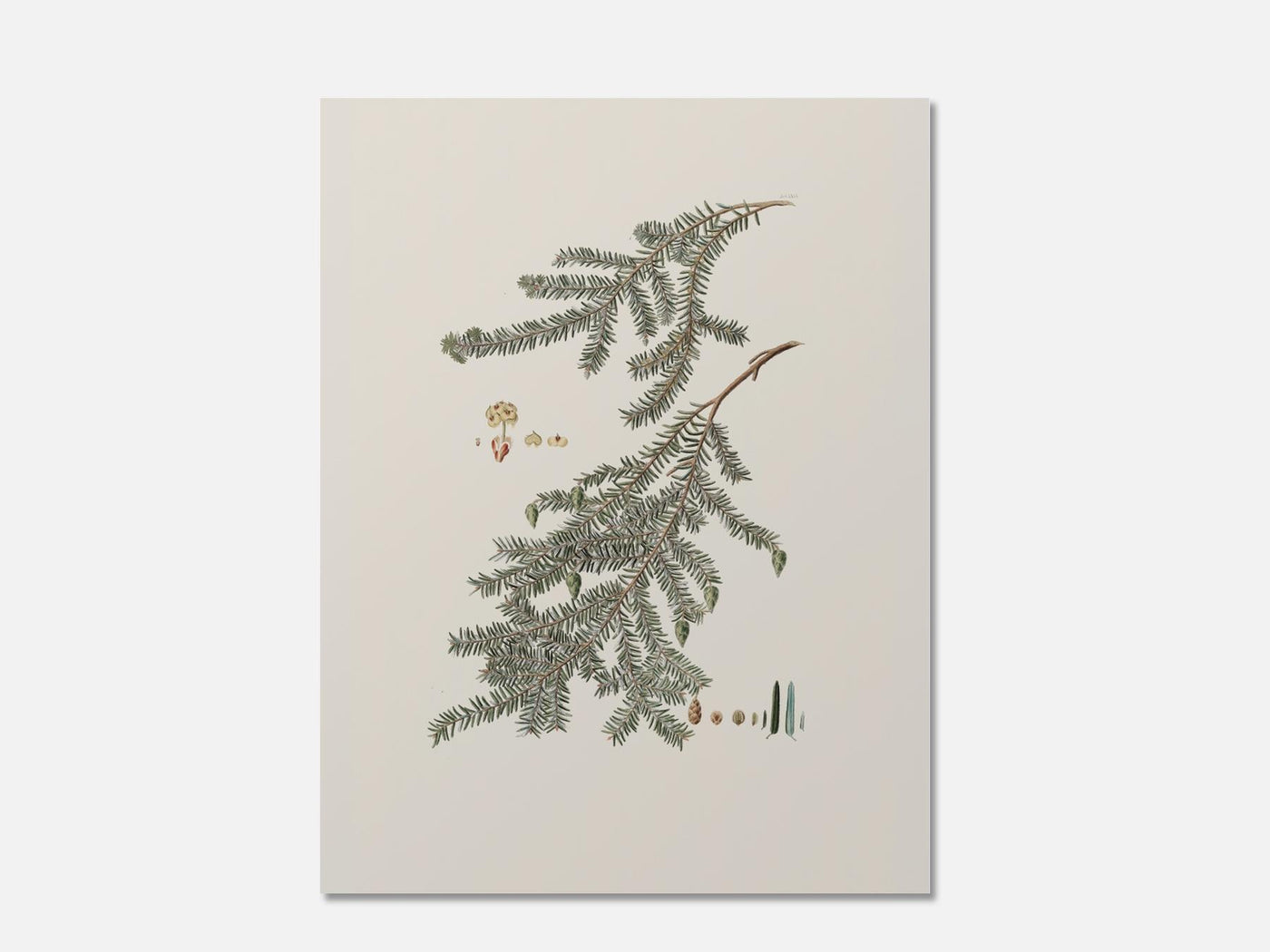 Frankincense Pine mockup - A_w52-V1-PC_AP-SS_1-PS_5x7-C_def