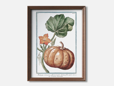 Pumpkin - Botanical Art Print mockup - A_h17-V1-PC_F+WA-SS_1-PS_5x7-C_def