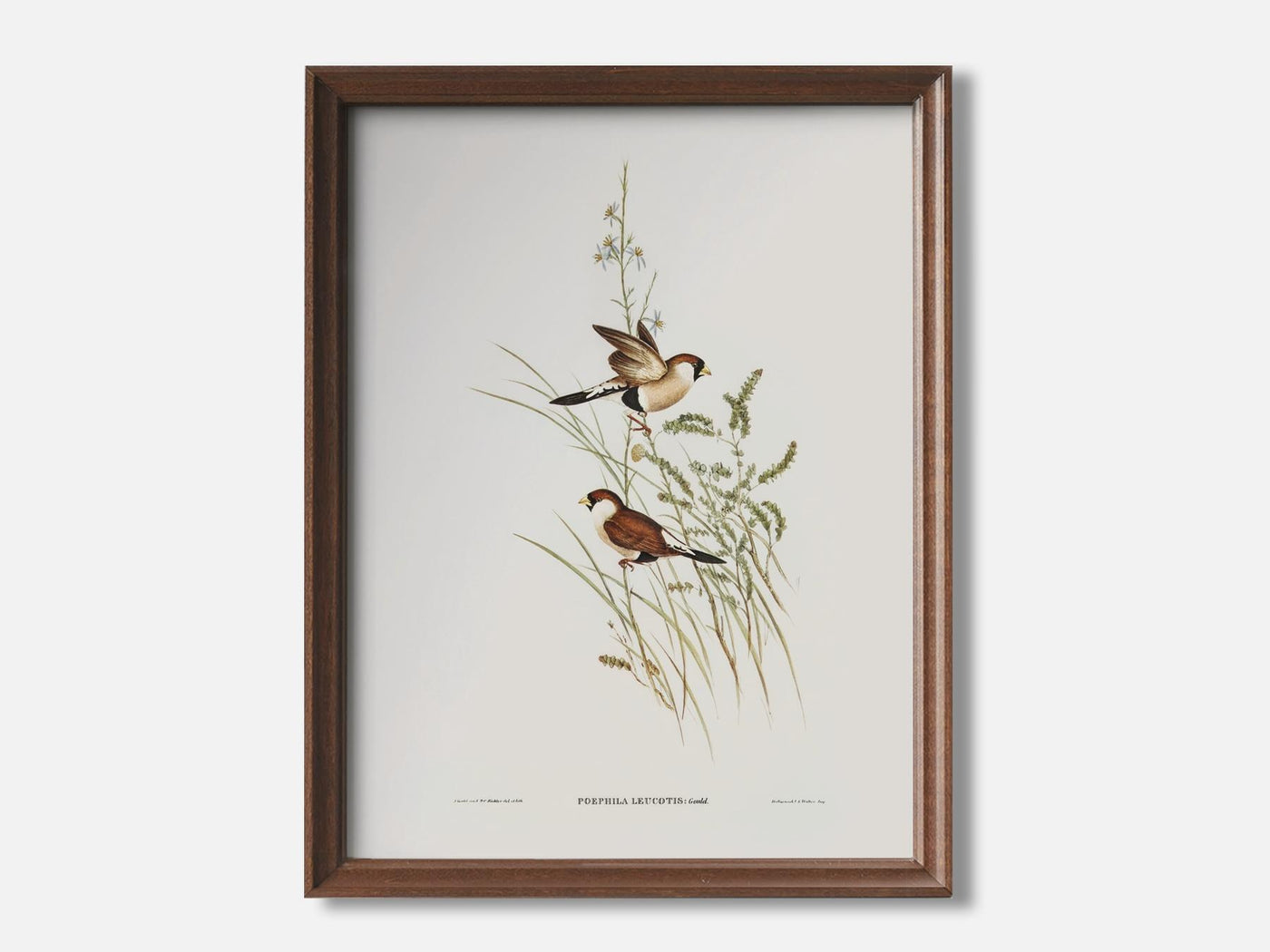 White-Eared Grass Finch mockup - A_spr25-V1-PC_F+WA-SS_1-PS_5x7-C_def variant