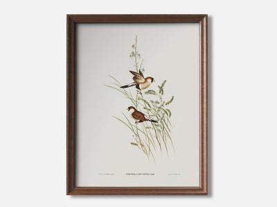 White-Eared Grass Finch mockup - A_spr25-V1-PC_F+WA-SS_1-PS_5x7-C_def variant
