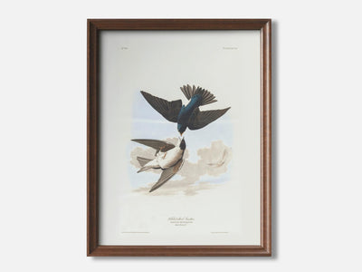 White-Bellied Swallows mockup - A_spr39-V1-PC_F+WA-SS_1-PS_5x7-C_def variant