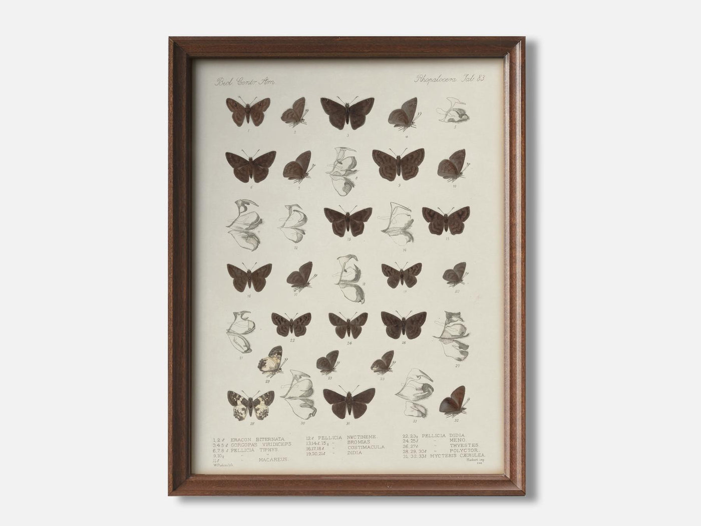 Butterflies - Insecta Lepidoptera mockup - A_ani12-V1-PC_F+WA-SS_1-PS_5x7-C_lpa