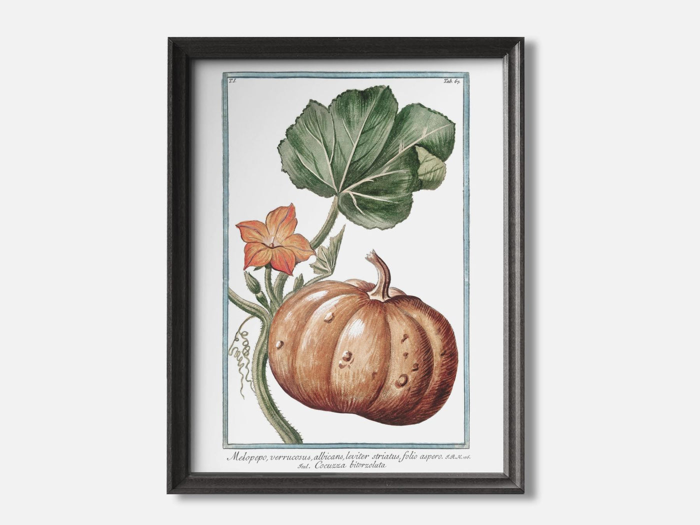 Pumpkin - Botanical Art Print mockup - A_h17-V1-PC_F+B-SS_1-PS_5x7-C_def variant