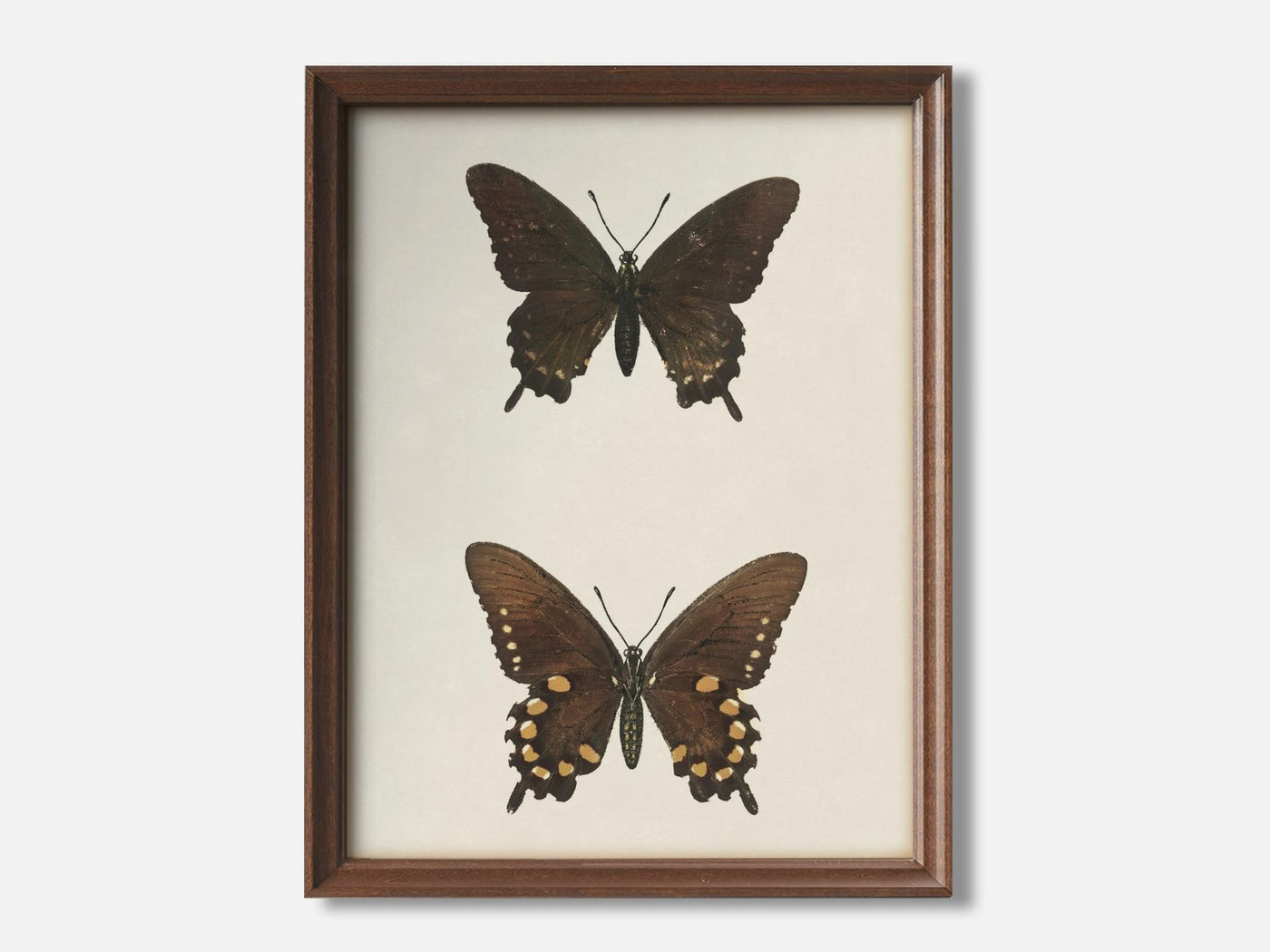 Blue Swallowtail (Papilio Philenor) 1 Walnut - Light Parchment mockup variant