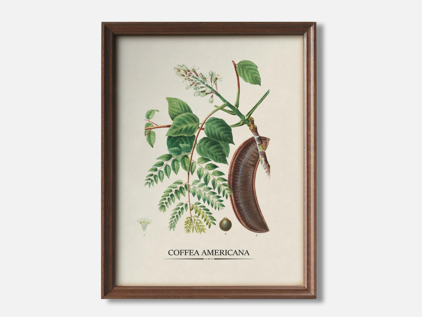 Coffea Americana - Kentucky Coffeetree 1 Walnut - Light Parchment mockup