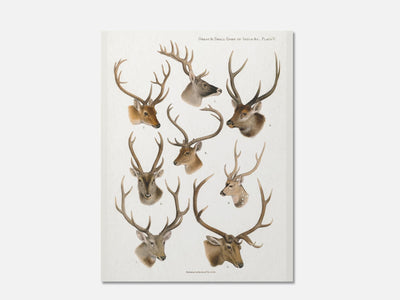 Vintage Deer Natural History Print