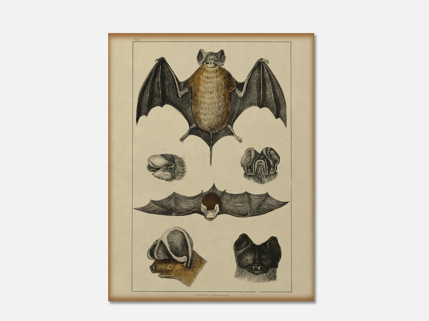 Collection of Various Bats mockup - A_h42-V1-PC_AP-SS_1-PS_5x7-C_lpa