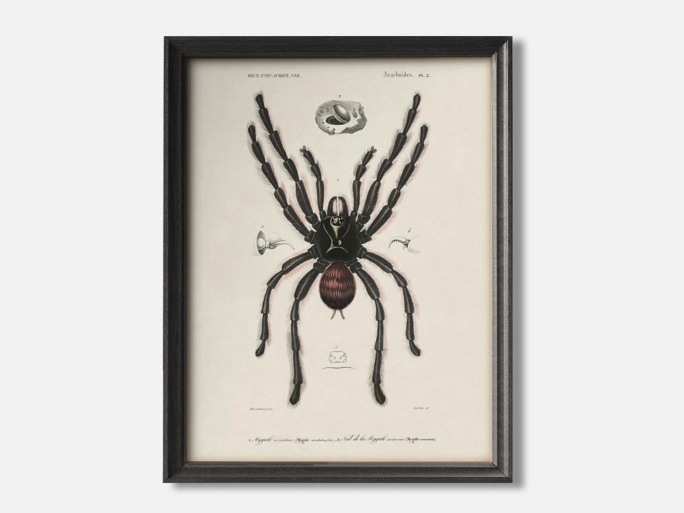 Pinktoe Tarantula mockup - A_h39-V1-PC_F+B-SS_1-PS_5x7-C_lpa