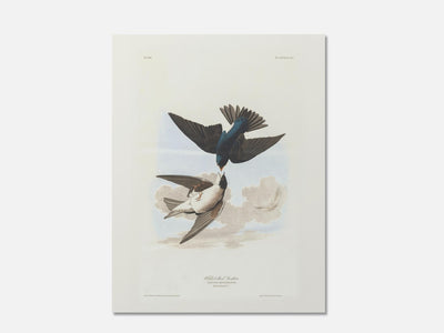 White-Bellied Swallows mockup - A_spr39-V1-PC_AP-SS_1-PS_5x7-C_def