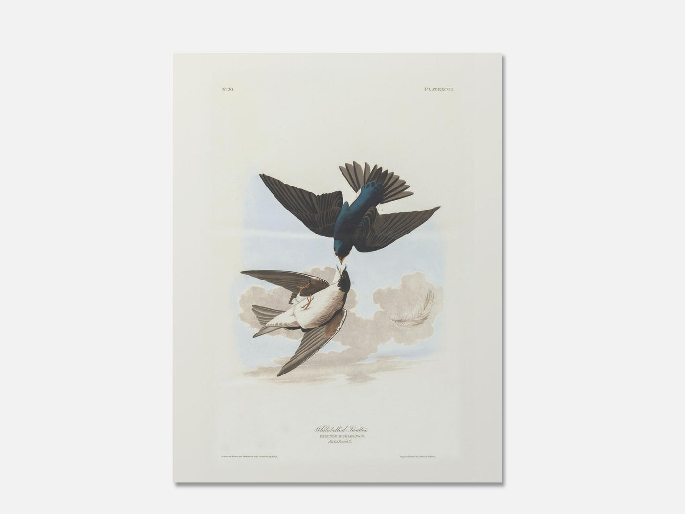 White-Bellied Swallows mockup - A_spr39-V1-PC_AP-SS_1-PS_5x7-C_def variant