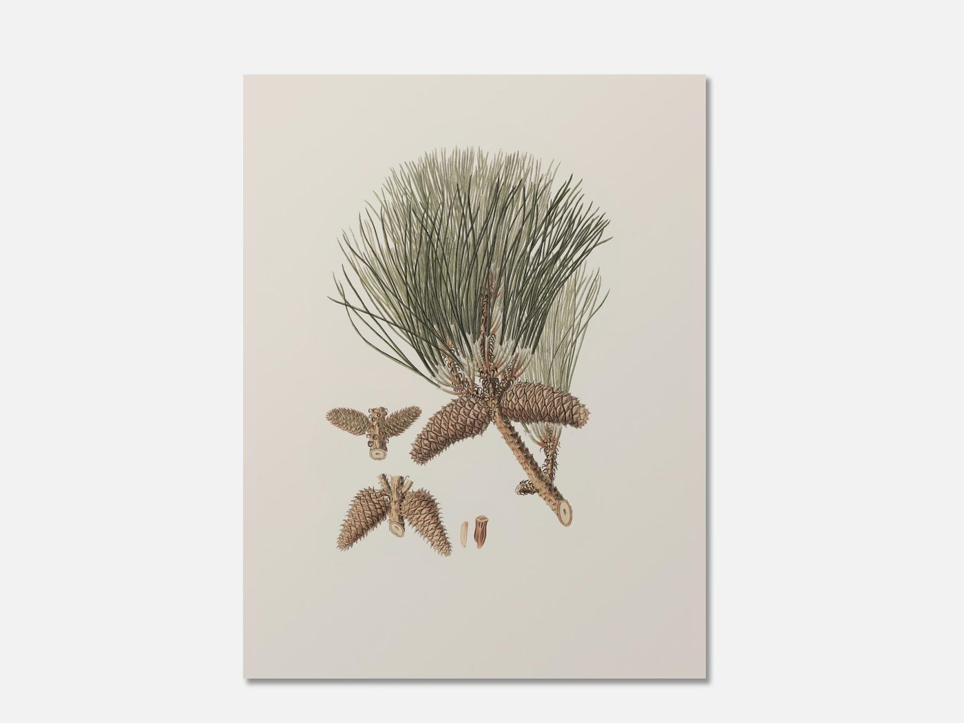 Frankincense Pine 1 Unframed mockup