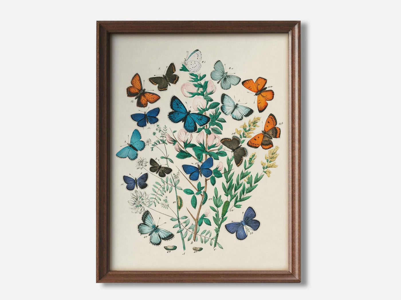 European Butterflies and Moths 1 1 Walnut - Light Parchment mockup