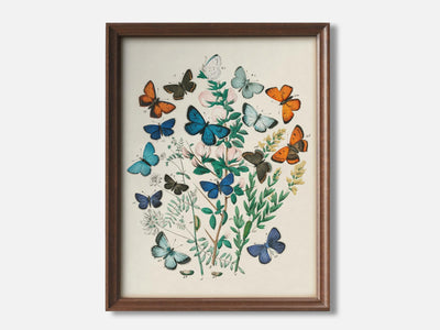European Butterflies and Moths 1 1 Walnut - Light Parchment mockup