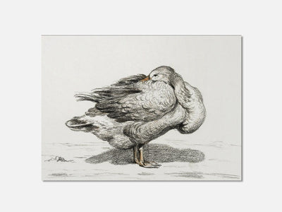Goose (1816) Art Print mockup - A_d11-V1-PC_AP-SS_1-PS_5x7-C_def