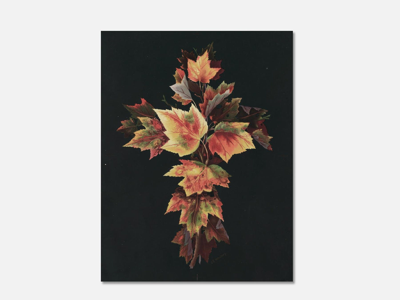 Autumn Leaves  1 Unframed mockup