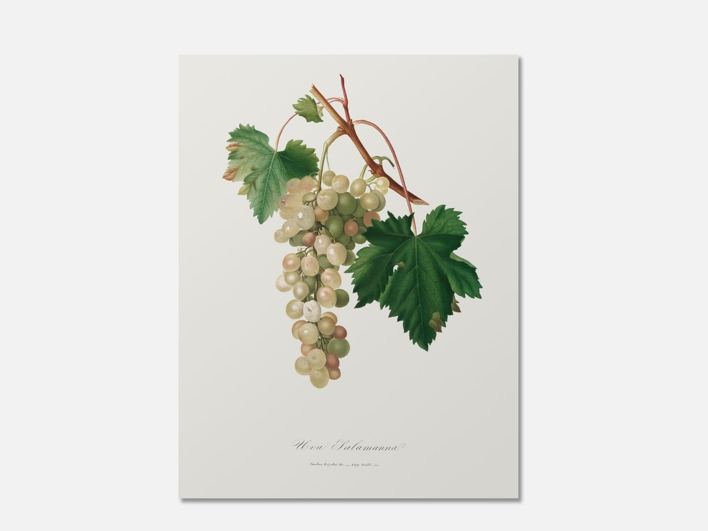 Muscat Grape mockup - A_bot18-V1-PC_AP-SS_1-PS_5x7-C_def variant