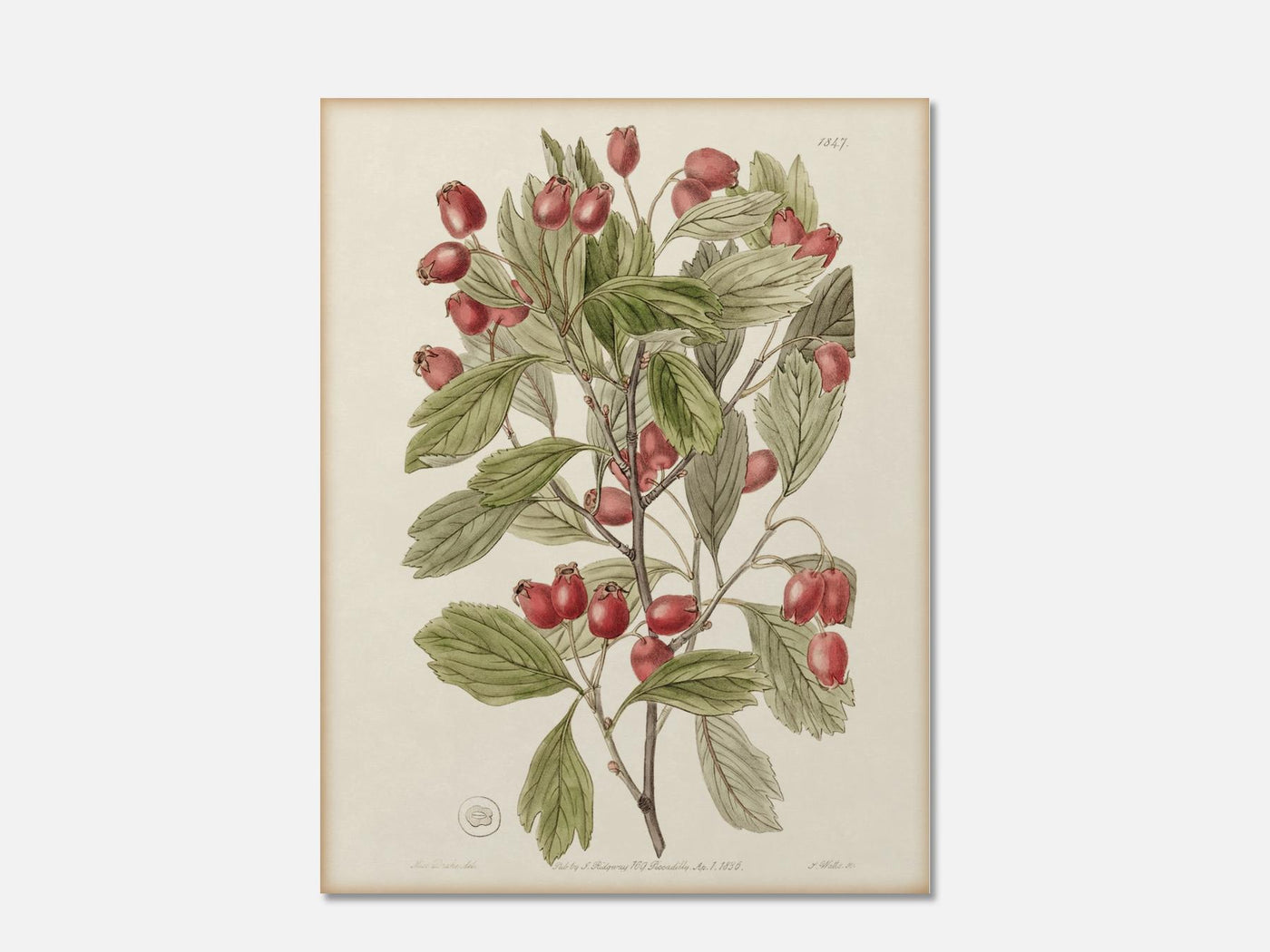 Various-Leaved Hawthorn mockup - A_bot9-V1-PC_AP-SS_1-PS_5x7-C_lpa