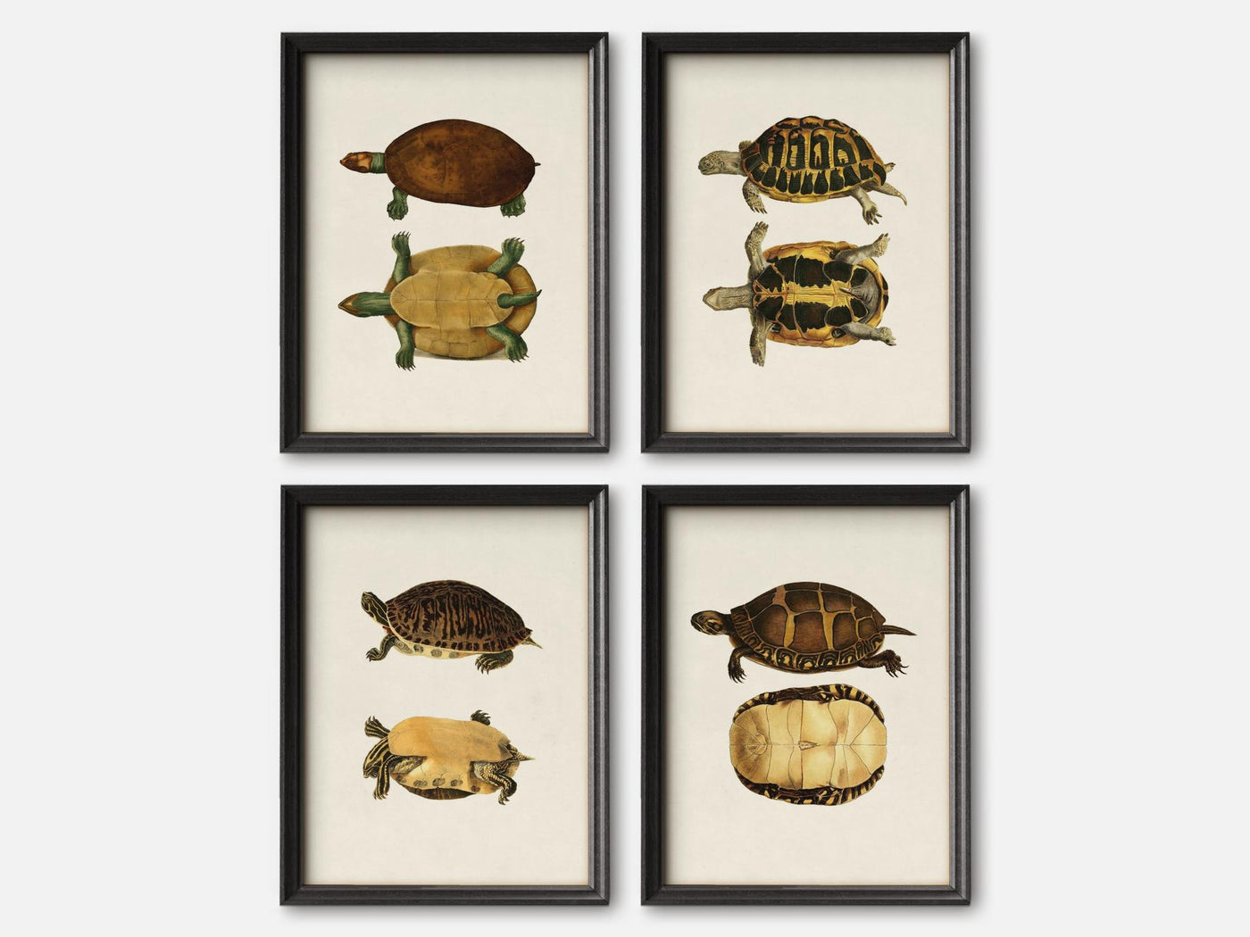 Vintage Turtle Print Set of 4 mockup - A_va3-V1-PC_F+B-SS_4-PS_5x7-C_lpa variant
