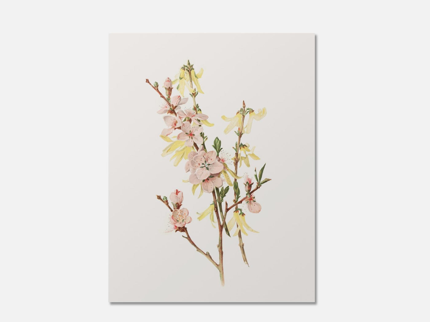 Peach Blossoms and Forsythia mockup - A_spr5-V1-PC_AP-SS_1-PS_5x7-C_def variant