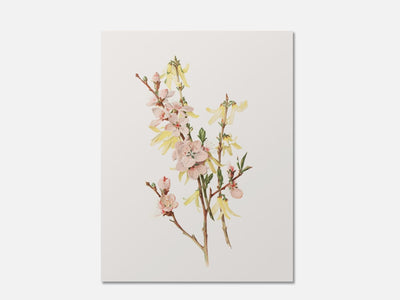 Peach Blossoms and Forsythia mockup - A_spr5-V1-PC_AP-SS_1-PS_5x7-C_def