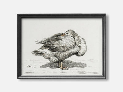 Goose (1816) Art Print mockup - A_d11-V1-PC_F+B-SS_1-PS_5x7-C_def variant