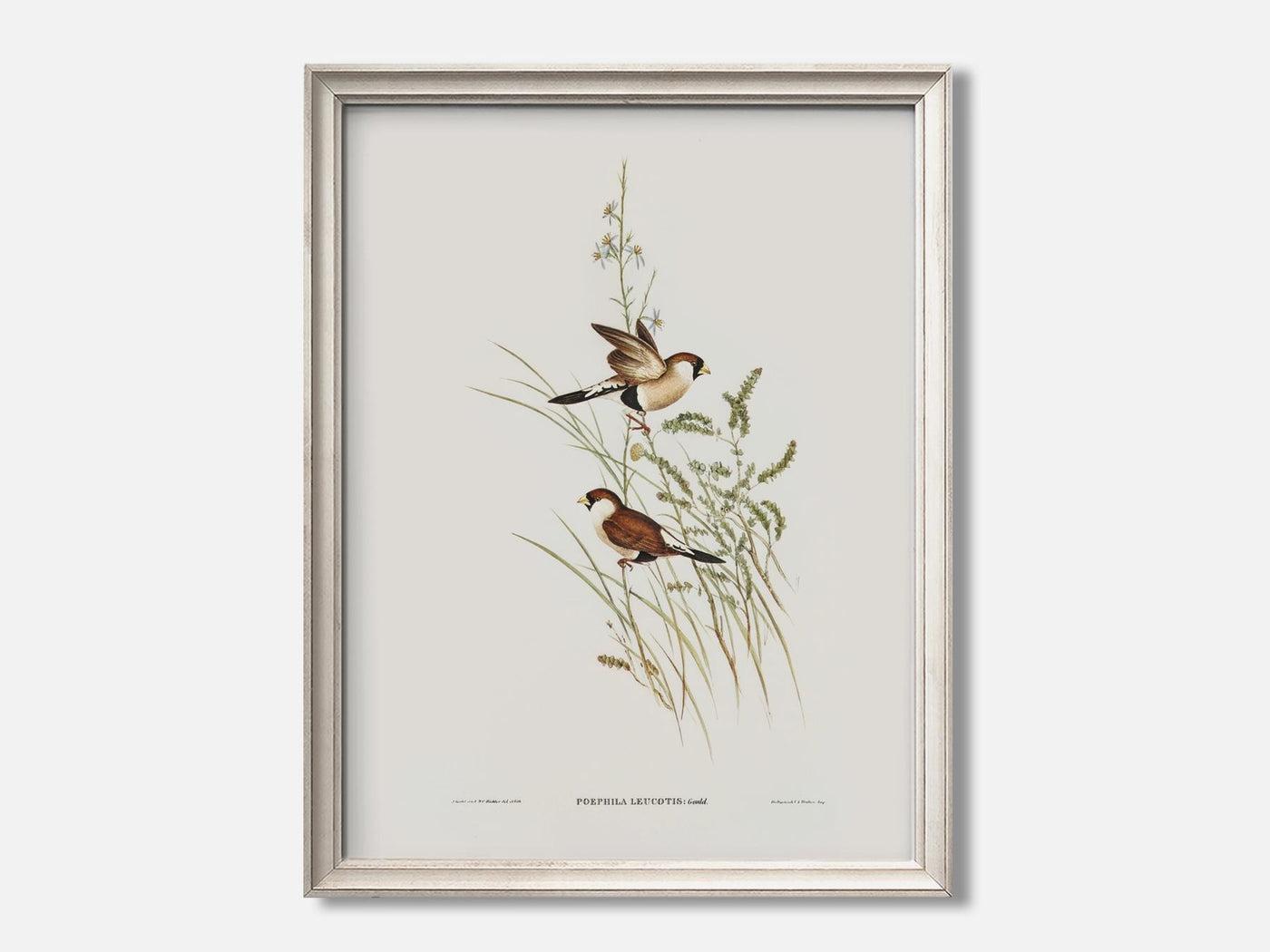 White-Eared Grass Finch mockup - A_spr25-V1-PC_F+O-SS_1-PS_5x7-C_def variant