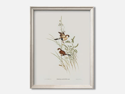 White-Eared Grass Finch mockup - A_spr25-V1-PC_F+O-SS_1-PS_5x7-C_def variant