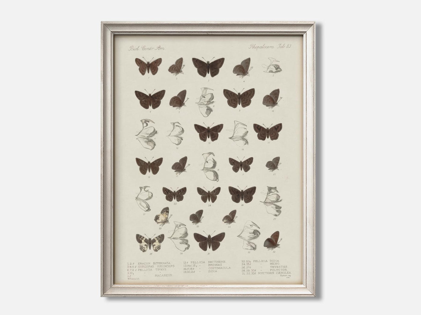Butterflies - Insecta Lepidoptera mockup - A_ani12-V1-PC_F+O-SS_1-PS_5x7-C_lpa variant