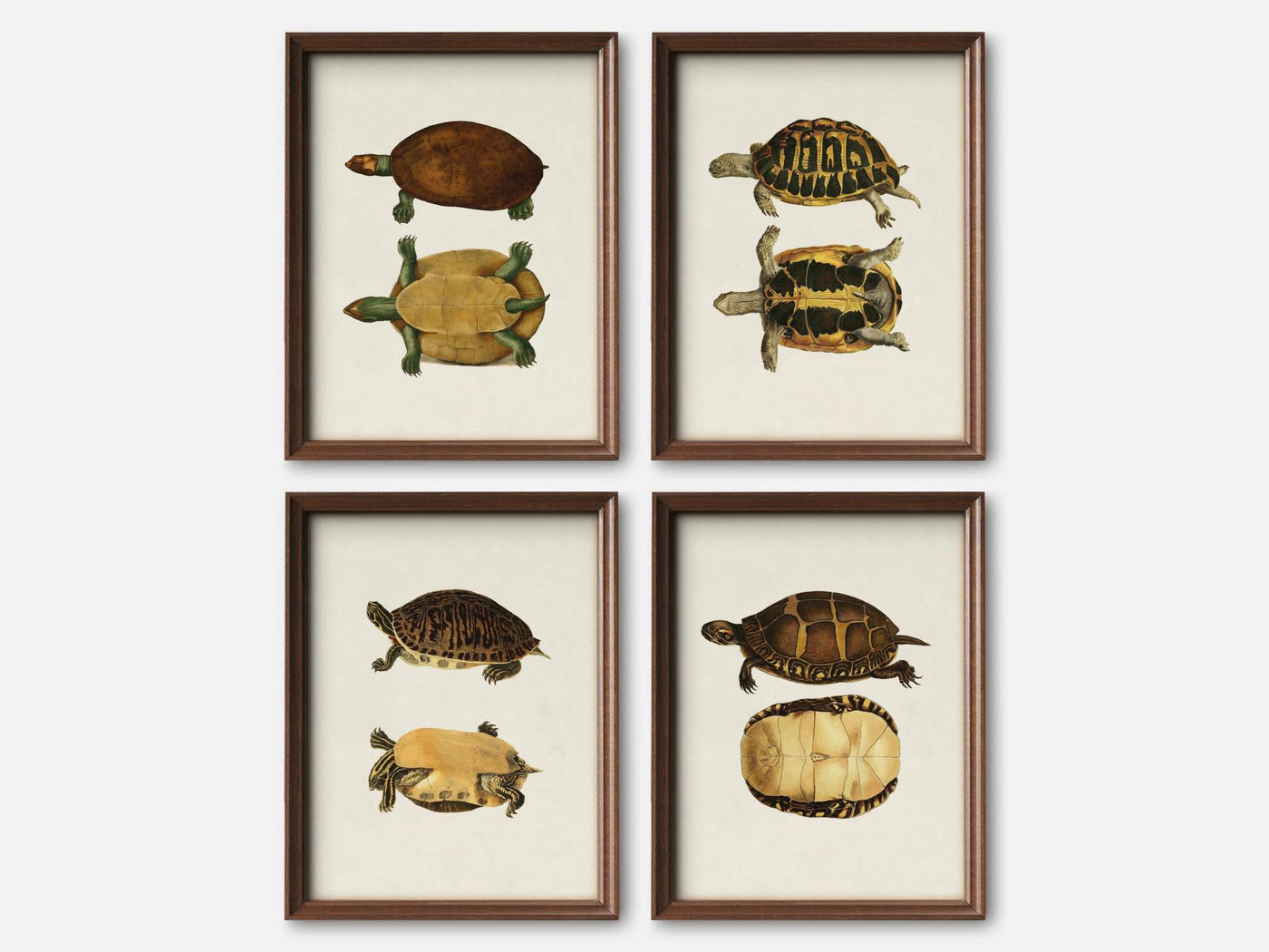 Vintage Turtle Print Set of 4 mockup - A_va3-V1-PC_F+WA-SS_4-PS_5x7-C_lpa