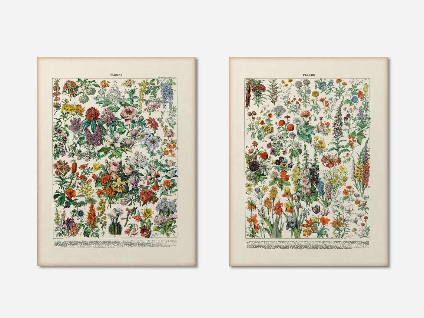 Vintage Floral Print Set of 2 mockup - A_bot5-V1-PC_AP-SS_2-PS_11x14-C_lpa